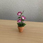 16   朝顔　ちびっこ鉢