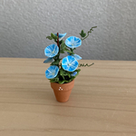 15   朝顔　ちびっこ鉢