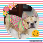 ♡接触冷感犬服オーダー★ずり落ち防止レトロ花柄マッチョタンクトップピンク♪中型犬小型犬フレブル服パグ服フレンチブルドッグ中型犬小型犬ボストンテリア