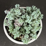 お花もかわいいパープルヘイズ　多肉植物