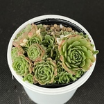 プラティフィラ　多肉植物