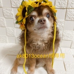 ｢専用です] 🌻犬 ひまわりのお帽子 夏の季節に