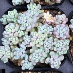 パープルヘイズ　セダム　多肉植物