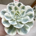 🌸ルノーディーン・新札付き🌸