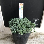 多肉植物　パープルヘイズ