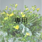 kofuku51様専用　メカルドニアゴールドダストの鉢植え、スリーバードオブジェ