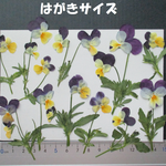押し花　素材　花いろいろ(葉付きビオラ)(１２枚)　７４２