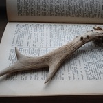野生鹿の鹿角、鹿の枝角　19cm　アンティーク・インテリア　+*ヴィンテージ北欧雑貨・アルケミスト