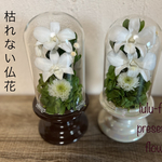 プリザーブドフラワー仏花 供花  ガラスドーム ホワイト 