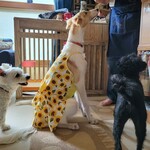 再再販売 オーダー夏犬服 小型犬～中型犬～大型犬 ひまわり柄 キャミソールワンピース