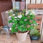 SALE！大人気♡【ハンカチの花コンロンカ 】毎年楽しめる植物♡ベージュ系の器