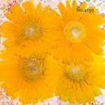 ♡new♡作家様必見♡ 人気のガーベラがいっぱい♡ 押し花セット
