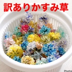 【※訳あり】染めかすみ草のドライフラワー