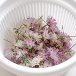 茎付きかすみ草のドライフラワー