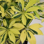 『観葉植物(カポック)のお洒落な木目調の板付け』♪癒しと元気♪ストレス解消♪眼精疲労軽減♪自然♪観葉植物♪インテリア♪苔玉♪壁掛けアート♪ハンギンググリーン♪斑入り♪ボタニカルライフ♪ビカクシダ