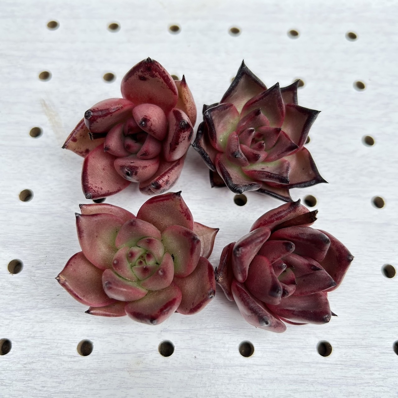 速達 第四種郵便 ユーフォルビア オベサ メス株 3号ブラックポット 速達 第四種郵便 ユーフォルビア オベサ メス株 3号ブラック