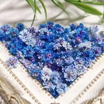 🆕かすみ草 ドライフラワー グラデーションブルー レジン ハーバリウム 花材 1184