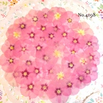 ♡人気作品♡ 作家様必見！ 落ち着いた大人カラー♡フロックス押し花セット