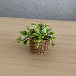 観葉植物🪴1  籠模様の鉢　