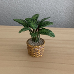 観葉植物🪴2   籠模様の鉢　