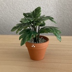 観葉植物🪴3