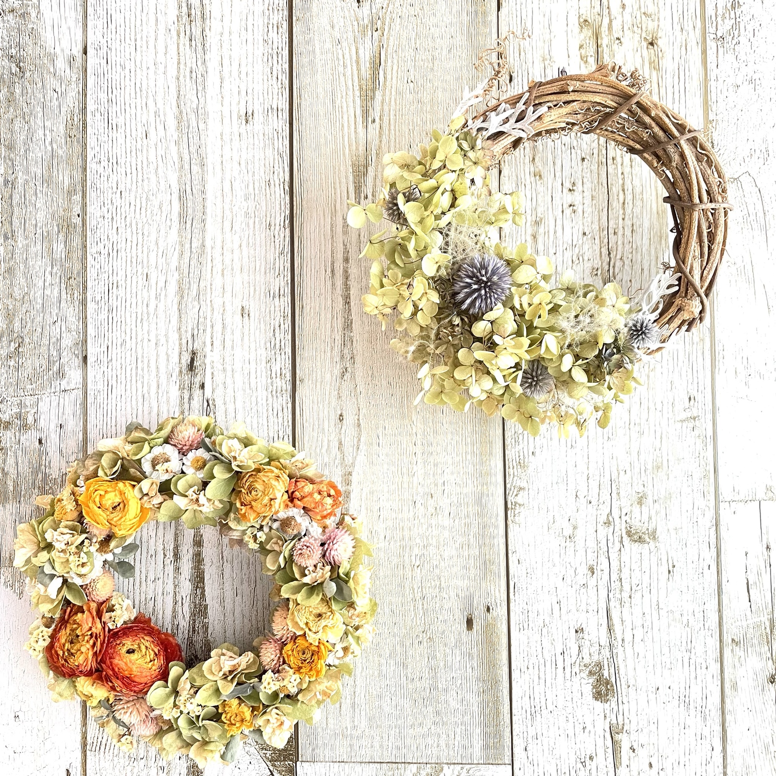 アナベルとルリタマアザミのドライフラワー ハーフリース 紫陽花