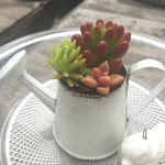 [再販]多肉植物アレンジ