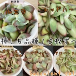 ５品種１０枚ずつ☆多肉植物の葉挿しセット★ネコポス配送♪