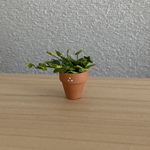 観葉植物🪴 11  ちびっこ鉢