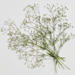 押し花素材(カスミソウ）