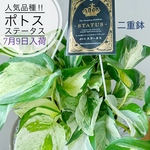 美株‼︎人気品種ポトス「ステータス」5号吊り鉢