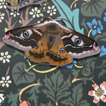 手描きの Emperor  Mothのポニーフック　キャラメルカラー
