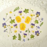 押し花素材227　小花のミックスセット　花材　イエロー　青紫　白　グリーン