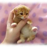生まれたてのネコしゃんＮｏ．5