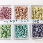 【スカイブルー】かすみ草 カラー 【ミニケース】