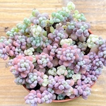 パープルヘイズとプロリフィカ＊多肉植物＊ポットごと発送