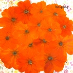 ♡new♡作家様必見♡ 可愛いコスモスお花がいっぱい♡ 押し花セット
