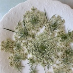 人参の花