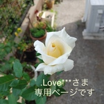 綿ローン使用【ブルーの野花たち】浅ばき、深ばき、S〜3Lサイズ、ふんどしパンツ  フンパン フンテイ  リンパよけショーツ 下着 普段ばき  mameパンティ