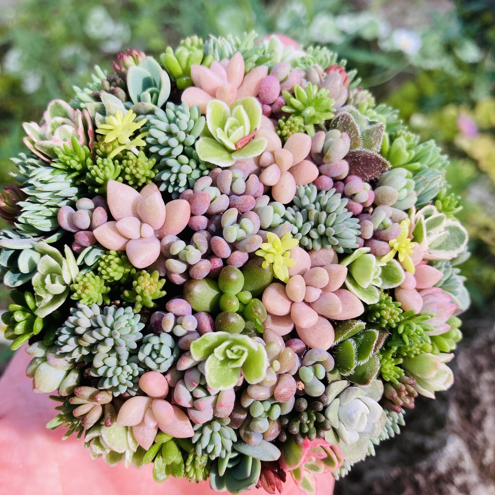オーダー承ります 多肉植物寄せ植えそのまま飾れる ブーケ寄せ