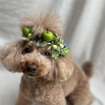 青リンゴ🍏の花かんむり＆カチューシャ＆チョーカー　ペットアクセサリー