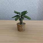 観葉植物🪴12   籠模様の鉢　