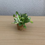 観葉植物🪴15    籠模様の鉢　