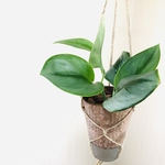 スキンダプタス　ムーンライト　4号サイズ　観葉植物　モンステラ