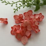 【24】＊紫陽花アナベルドライフラワー＊季節限定