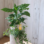 コーヒーの木とシャングリラの寄せ植え