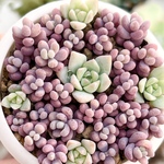 パープルヘイズとプロリフィカ＊多肉植物＊ポットごと発送