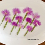 【押し花素材】河原ナデシコ