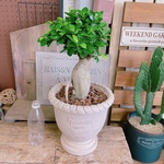 現品♡【がじゅまる】オシャレ陶器鉢！人気でかっこいい観葉植物♪素敵な植物インテリアに♪風水にも人気のガジュマル