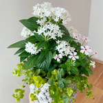 10月まで咲く⭐︎涼しげな白花の寄せ植え